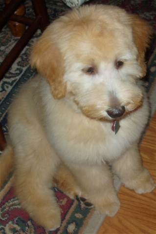 cute goldendoodle puppy. Our Goldendoodle Puppies
