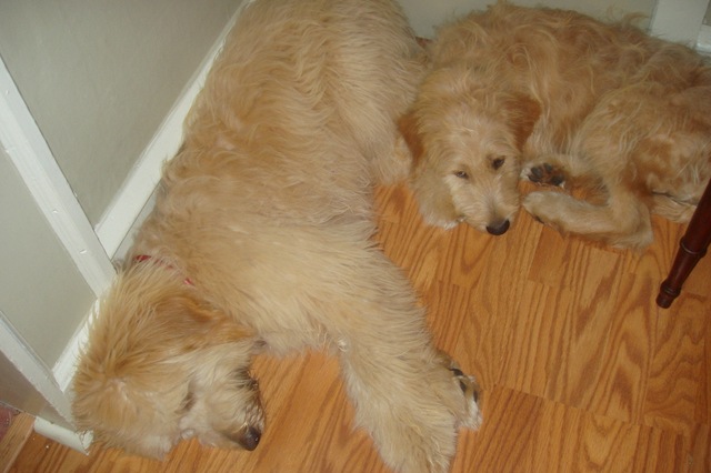 cute goldendoodle puppy. Our Goldendoodle Puppies