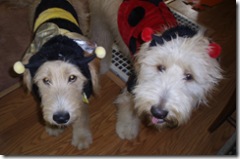 Puppies in costume-2