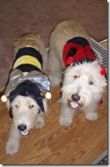 Puppies in costume