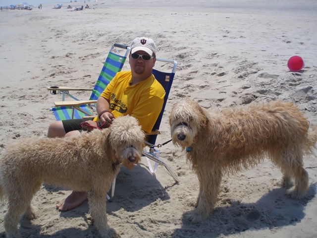 goldendoodles full grown. our two goldendoodles that